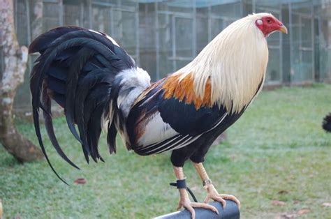 Sabong, Cockfighting and Gamefowl Posting Pit.